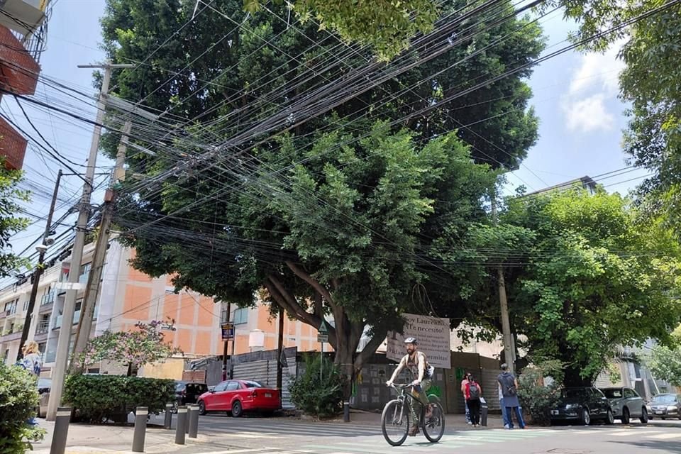 De acuerdo con vecinos, habían acordado autoridades, desarrolladores y colonos detener la obras y hacer un dictamen de la salud del árbol.