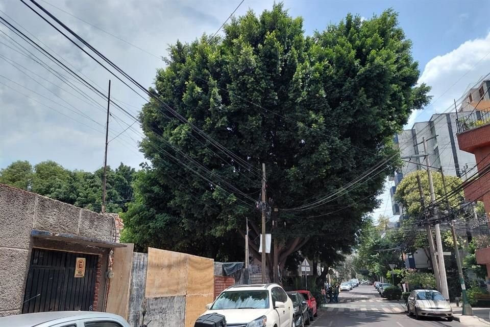 'Laureano', como se le comenzó a denominar al laurel, mide más de 30 metros de altura. 
