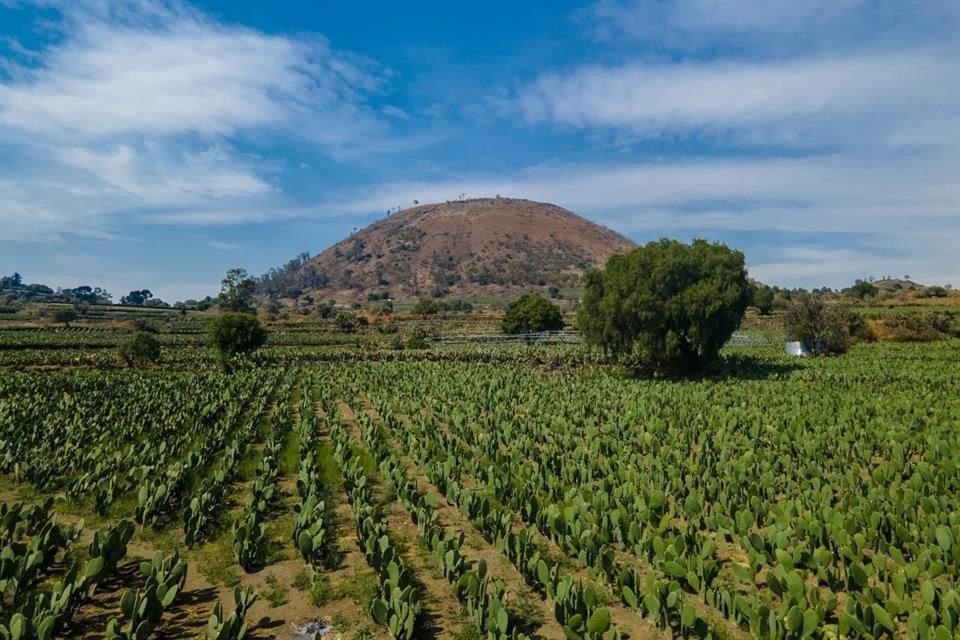 'Se declara Patrimonio Biocultural de la Ciudad de México a las Terrazas Agrícolas de las Zonas Cerriles de Xochimilco, Tláhuac, Milpa Alta e Iztapalapa', reportó la Gaceta Oficial.