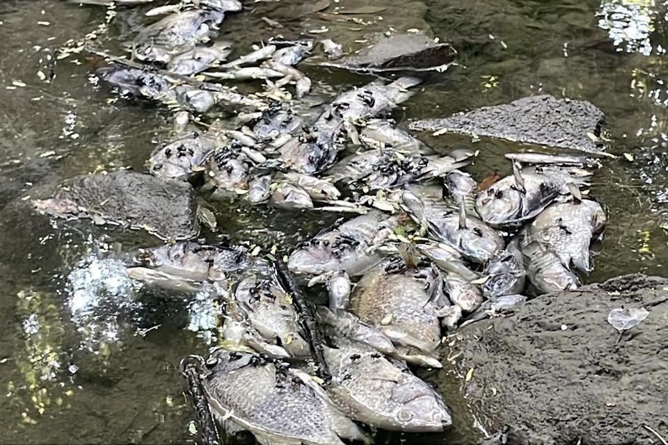 Los peces muertos están en un tramo ubicado entre Privada Los Pinos y Privada Los Rosales, en San Pedro.