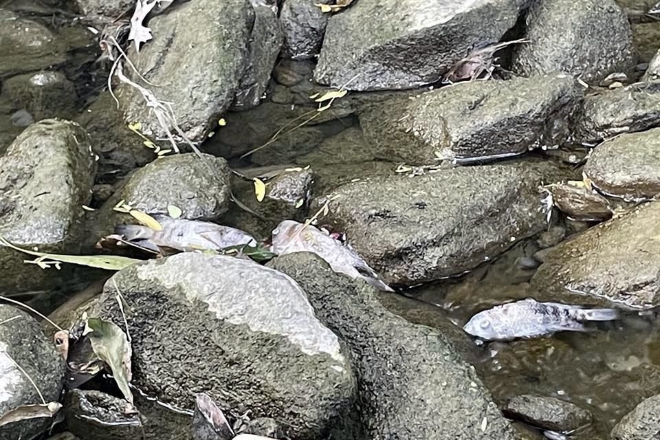 Los peces muertos están en un tramo ubicado entre Privada Los Pinos y Privada Los Rosales, en San Pedro.