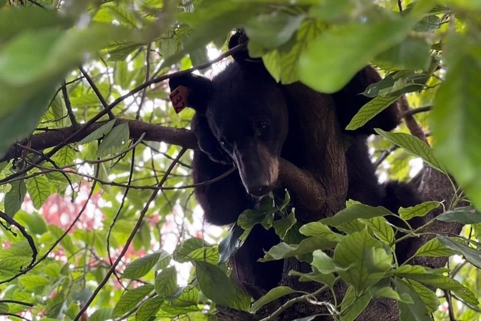 El animal, dijeron los vecinos, buscaba en su travesía alimento, por lo que volteó botes de basura y trepó a los árboles.