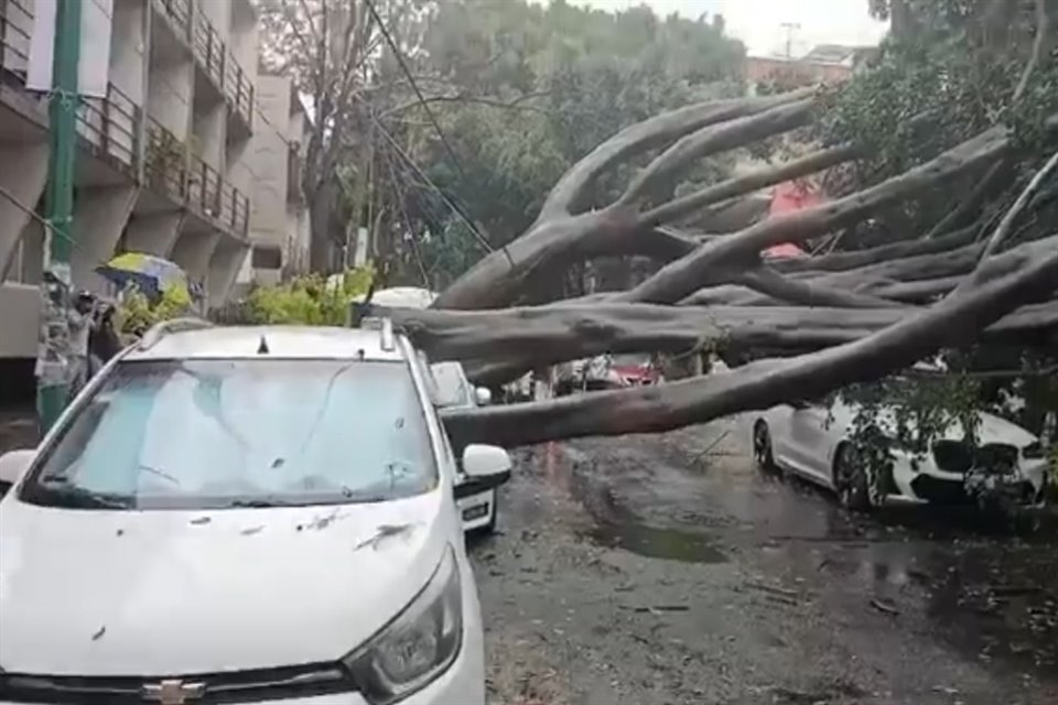 Un árbol cayó sobre un auto en la Alcaldía Benito Juárez.