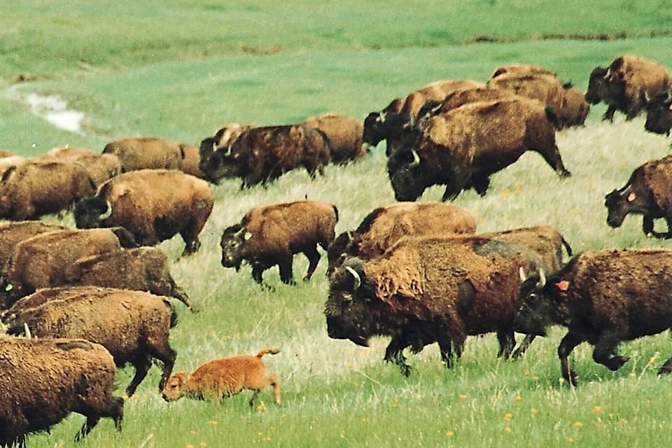 Este mamífero, nativo de Norteamérica, está de vuelta y es una interesante posibilidad para explorar en el asador.
