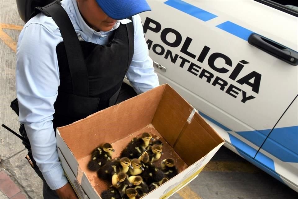 Los oficiales y otros ciudadanos pudieron atraparlos y rescatarlos para ser colocados en una caja de cartón.