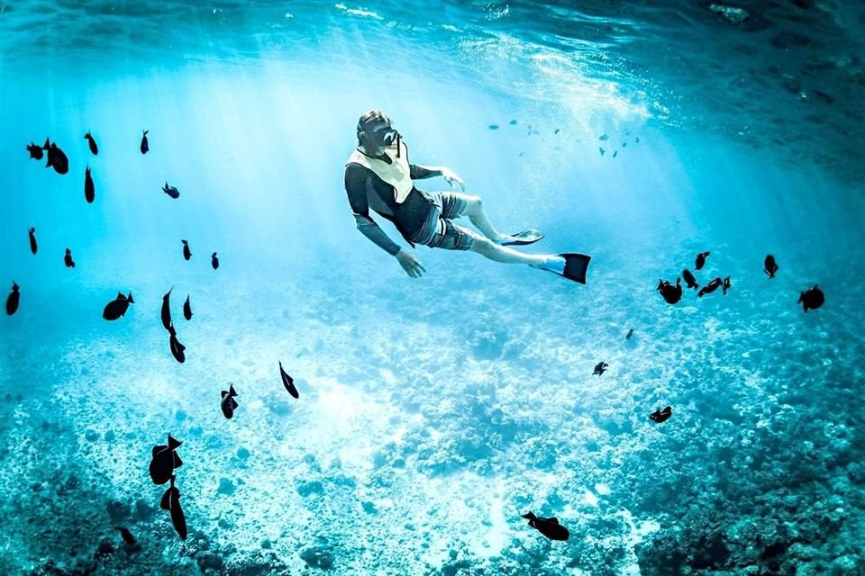 Sumergirse en las profundidades para observar y reconocer la riqueza marina que resguardan los mares que bañan las costas de nuestro País.
