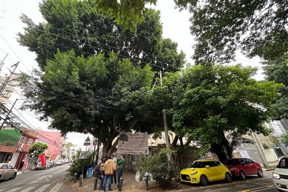 Vecinos buscan, con una declaratoria, proteger al árbol ubicado en la Colonia Tlacoquemécatl Del Valle.