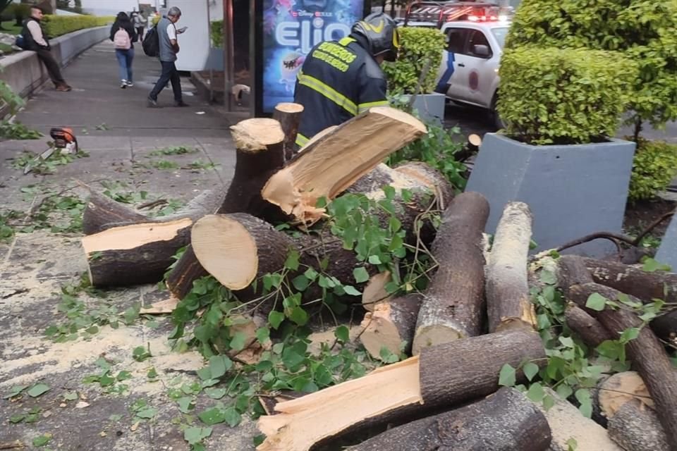 Retiran otro ejemplar que se desprendió desde la raíz, en Calle Volcán, Colonia Lomas de Chapultepec, en Miguel Hidalgo.