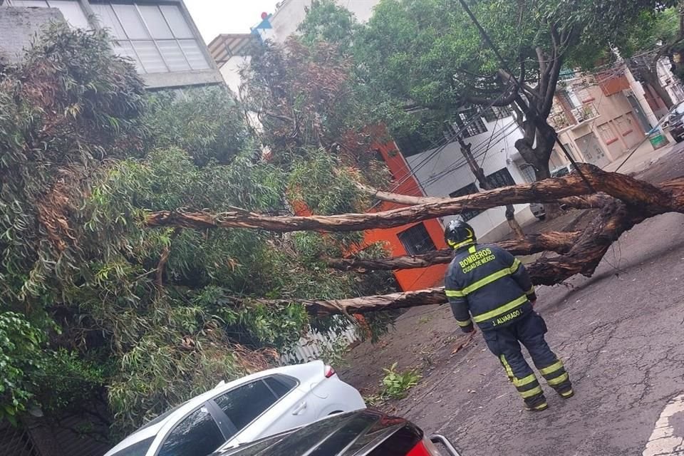 Elementos retiran un árbol que se desprendió desde la raíz, en Calle Aragón, Colonia Álamos, en Benito Juárez.