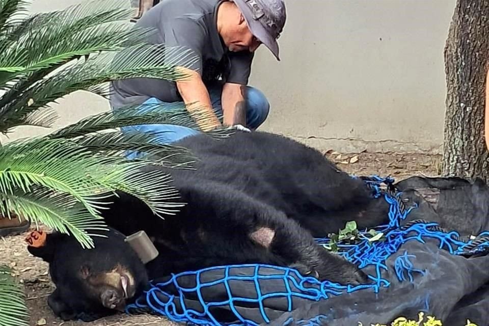 Imágenes muestran al oso en el jardín de una casa, en donde fue atrapado por especialistas.