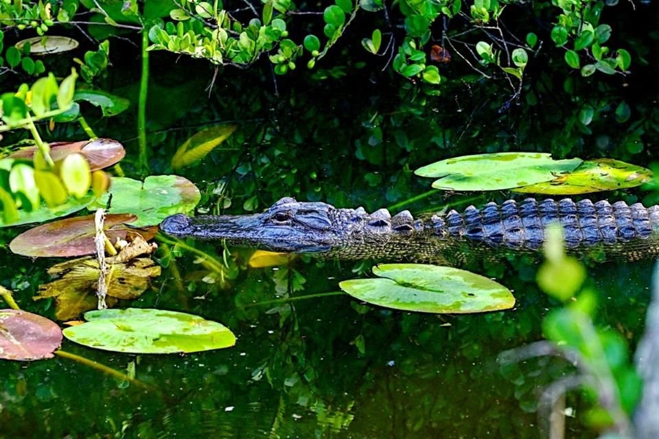 La cárcel está rodeada de cocodrilos, caimanes y pitones para evitar que escapen.