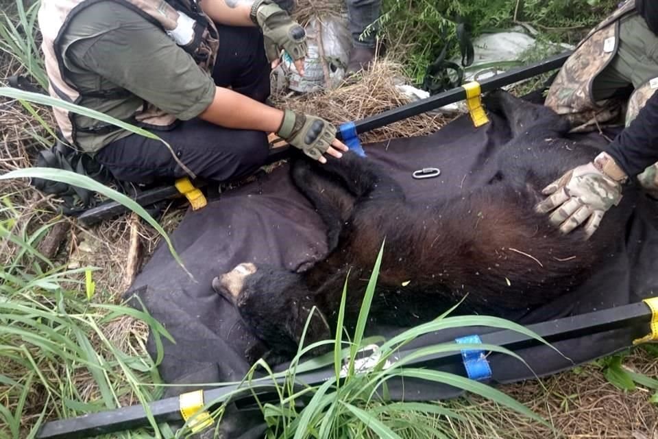 La Guardia Forestal de Parques y Vida junto con Protección Civil del Estado, hicieron el rescate en el cerro de la Loma Larga.