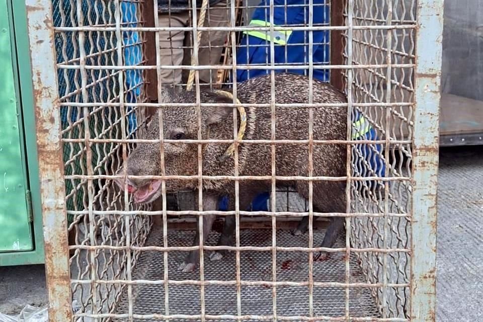 Habitantes de la Colonia Los Reales, en San Nicolás, hallaron dos jabalíes en la calle, pero PC de San Nicolás solo halló a uno.