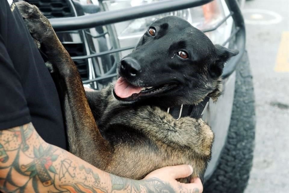 Los rescatistas van acompañados de cuatro perros rastreadores que forman parte del equipo 'K9'