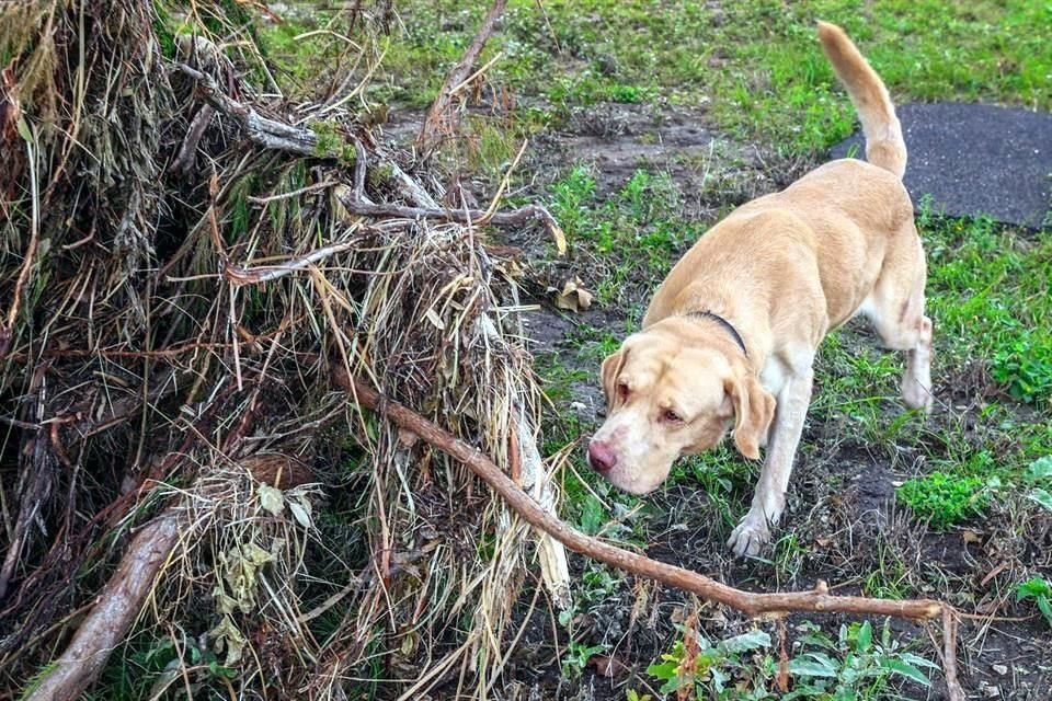 En estas tareas se ha sumado también un equipo de cuatro binomios caninos certificados, integrado por los perros de búsqueda 'Joe', 'Aby', 'Loretta' y 'Danna', acompañados por dos veterinarios.