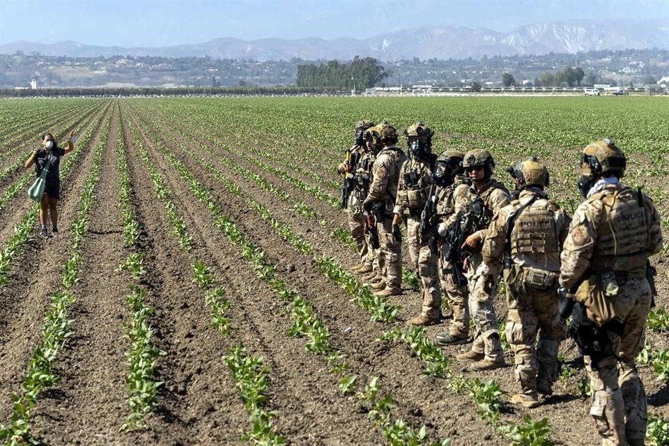 Una mujer levanta las manos mientras los agentes de Aduanas y Protección Fronteriza hacen un operativo en un campo de cultivo en Glass House Farms en Camarillo, California, en días pasados.