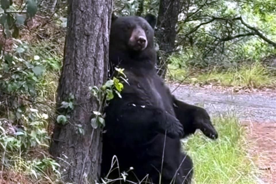 El encuentro ocurrió el pasado 28 de junio, pero esta semana el video captado por Guillermo Aguilar se empezó a difundir ampliamente.