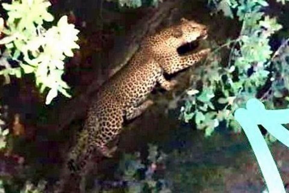 El felino presuntamente fue visto la semana pasada en la Colonia Olinalá, en el municipio de San Pedro.