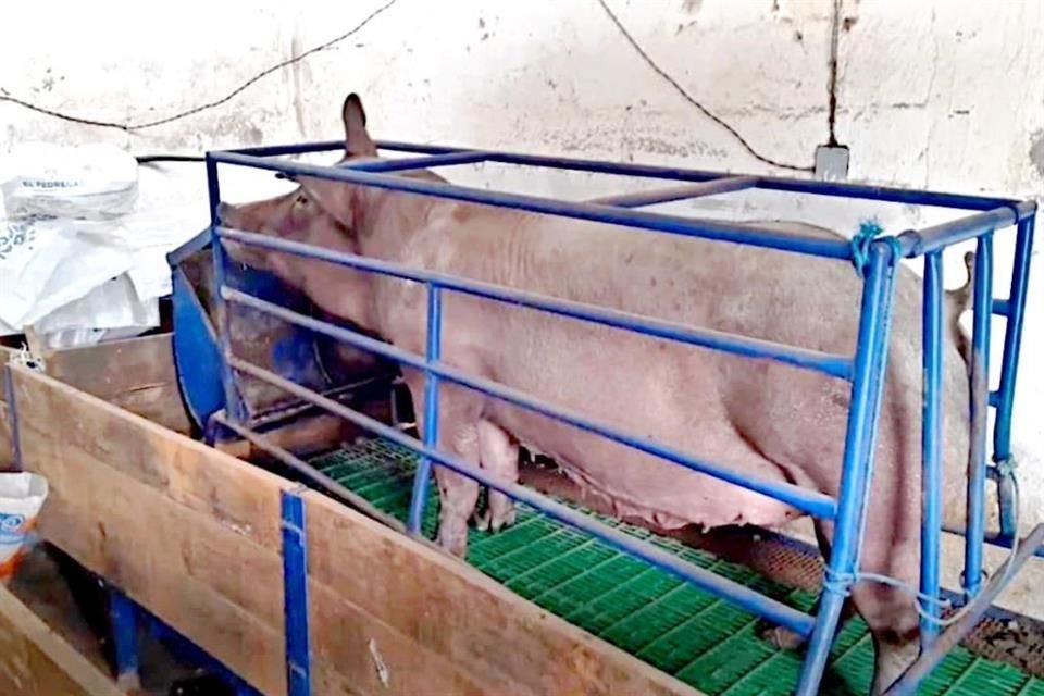 Pobladores de Tejupilco, en Edomex, robaron al menos 60 cerdos que fueron incautados a La Familia Michoacana durante 'Operación Liberación'.