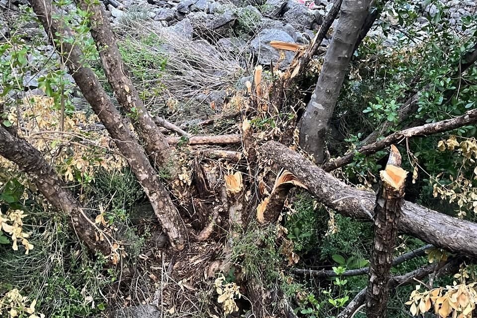 Un giro nella zona ha portato alla luce terreno esposto, rami morti e tronchi tagliati durante la radura.