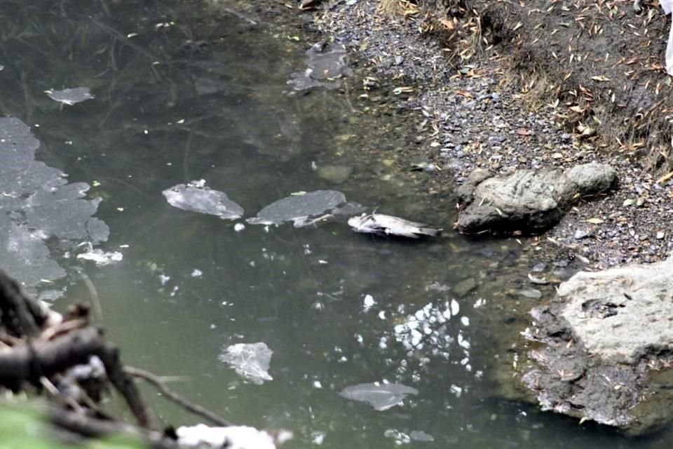   Las aguas negras que provienen de la Privada Cedros, provocaron la muerte de cientos de peces en el Arroyo El Capitán.