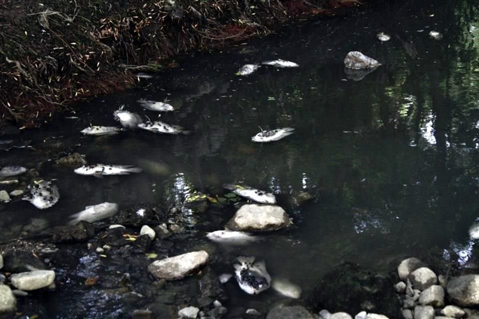   Las aguas negras que provienen de la Privada Cedros, provocaron la muerte de cientos de peces en el Arroyo El Capitán.