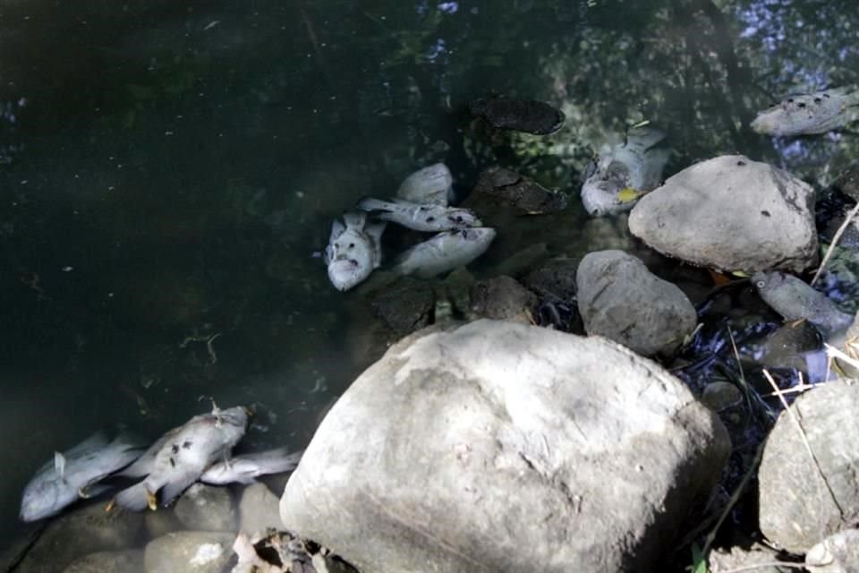   Las aguas negras que provienen de la Privada Cedros, provocaron la muerte de cientos de peces en el Arroyo El Capitán.
