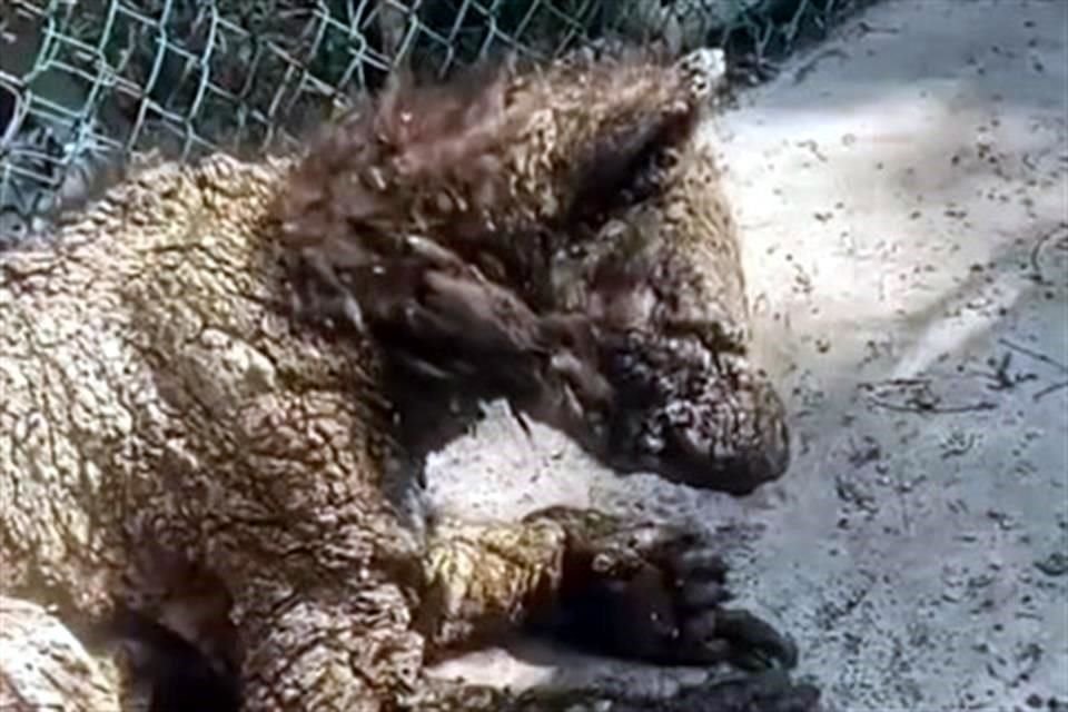 El miércoles, un video exhibió las malas condiciones de la osa en La Pastora, provocando indignación y demandando respuestas del Gobierno estatal. 