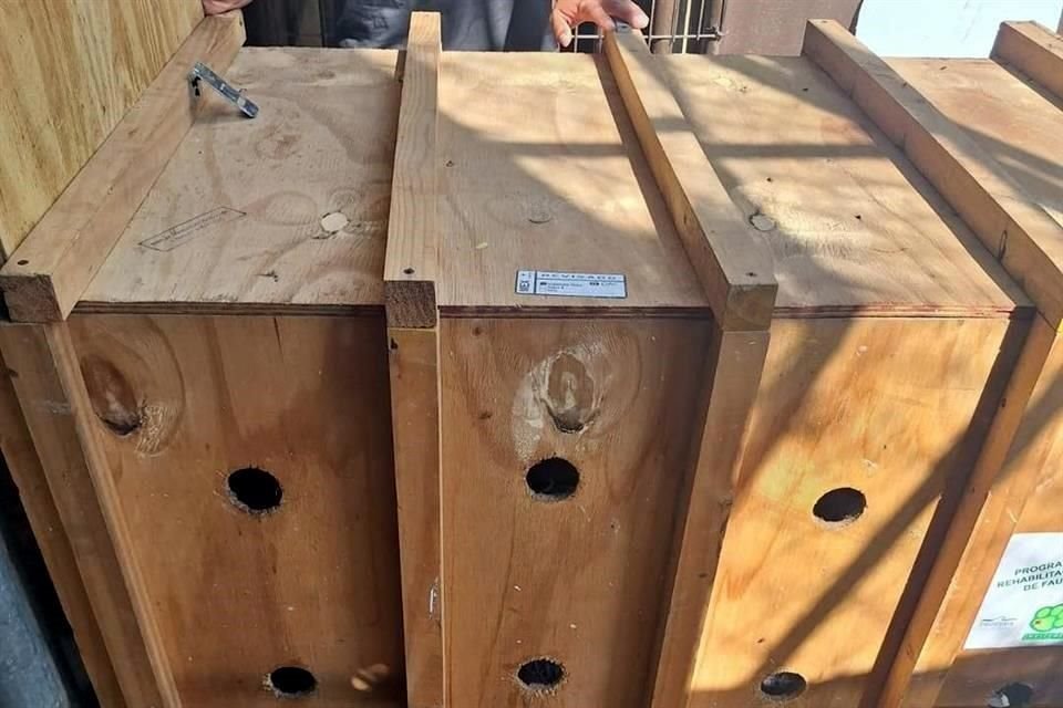  La Fundación Invictus y la Profepa realizaron el traslado de la osa desde La Pastora, para recibir atención especial. 