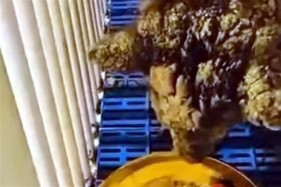 Pese a que está enferma, la osezna 'Mina' tiene mejor semblante y se le ve comer un plato de fruta.