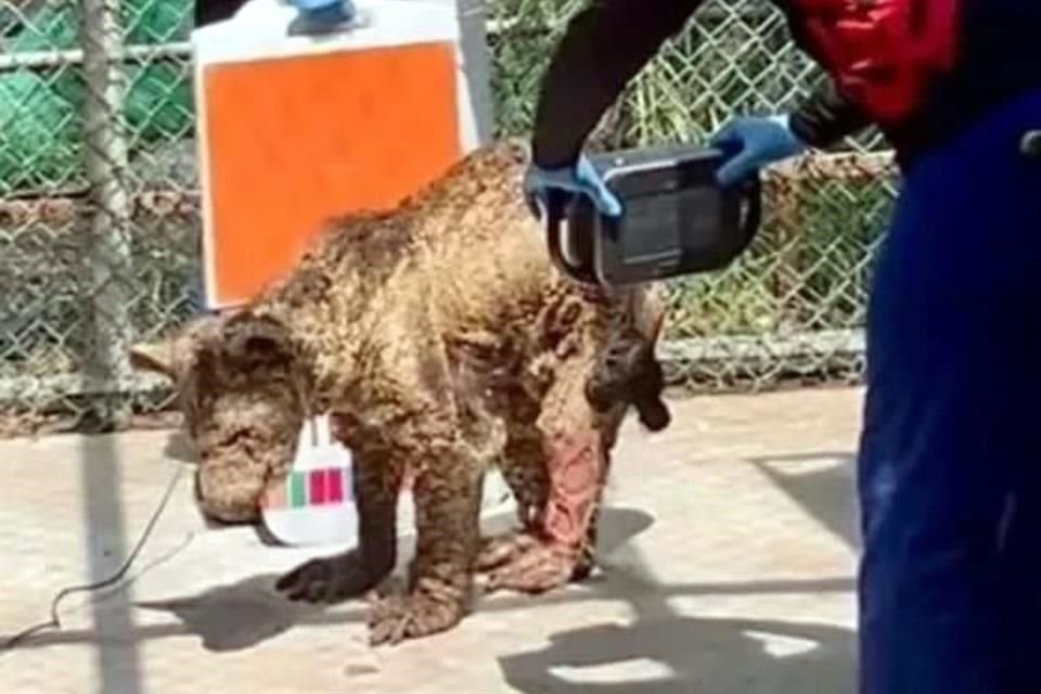 Tras evidenciarse las malas condiciones de la osa 'Mina' en La Pastora, la Profepa la trasladó a un centro animal.