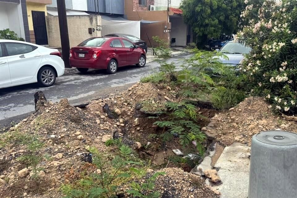 Una planta sale de una zanja de una obra inconclusa de AyD en la calle Mangle de la Col. Jardines de Casa Blanca.