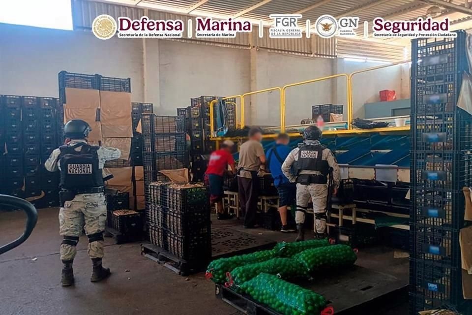 En 24 días, suman 165 detenidos como parte del Plan Michoacán por la Paz y la Justicia, coordinada por autoridades federales y estatales tras el asesinato del exalcalde de Uruapan, Carlos Manzo.