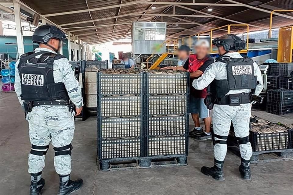 En 24 días, suman 165 detenidos como parte del Plan Michoacán por la Paz y la Justicia, coordinada por autoridades federales y estatales tras el asesinato del exalcalde de Uruapan, Carlos Manzo.