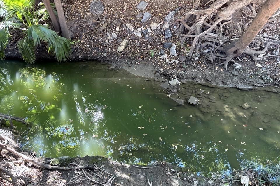 Vecinos denunciaron que el color verde de las aguas es más fuerte.