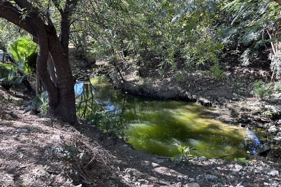 Vecinos denunciaron que el color verde de las aguas es más fuerte.