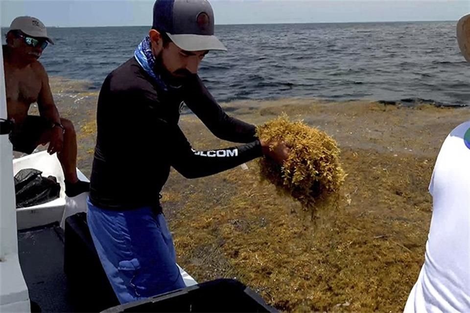 La llegada masiva del alga marina a las costas del Caribe mexicano y el caos que ha atraído son el eje rector del documental 'Sargazo'.