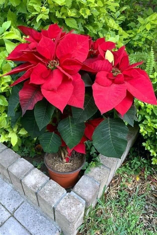 Nochebuenas a beneficio de TEDI