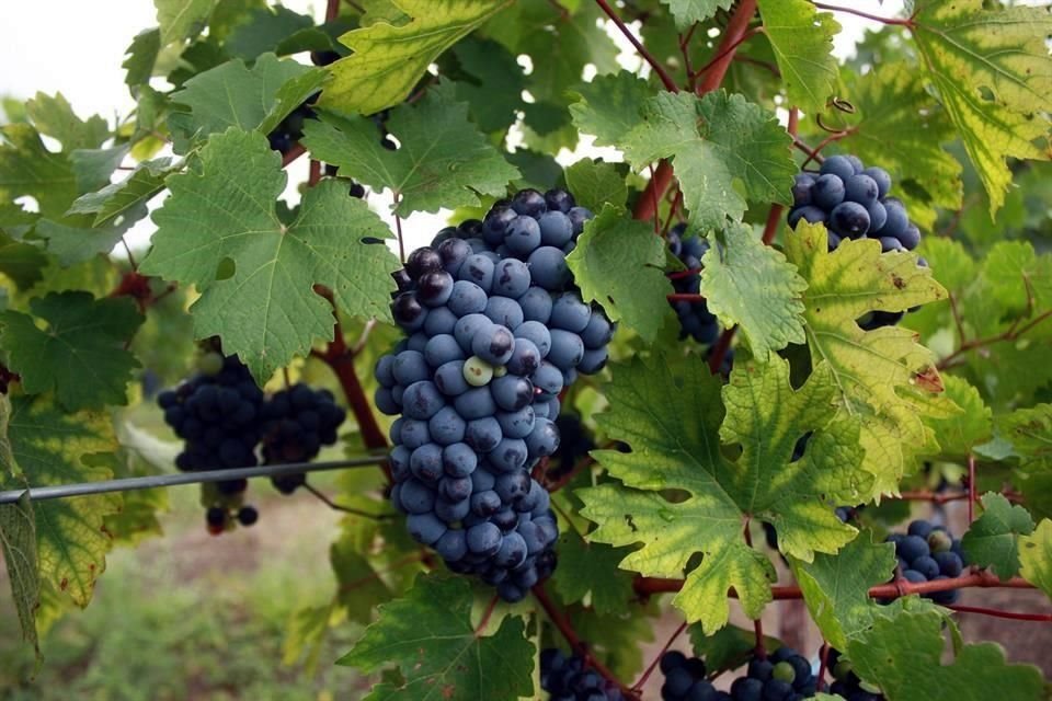 La iniciativa para la Ley General de Fomento a la Industria Vitivinícola fue entregada por la Comisión de Fomento de la Industria Vitivinícola de la Conferencia Nacional de Gobernadores.