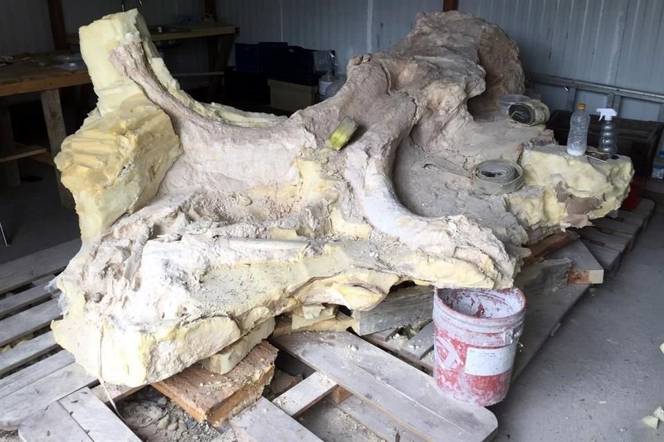 Por la falta de recursos, la limpieza de un mamut encontrado en julio del año pasado en Galeana ha sido retrasada.