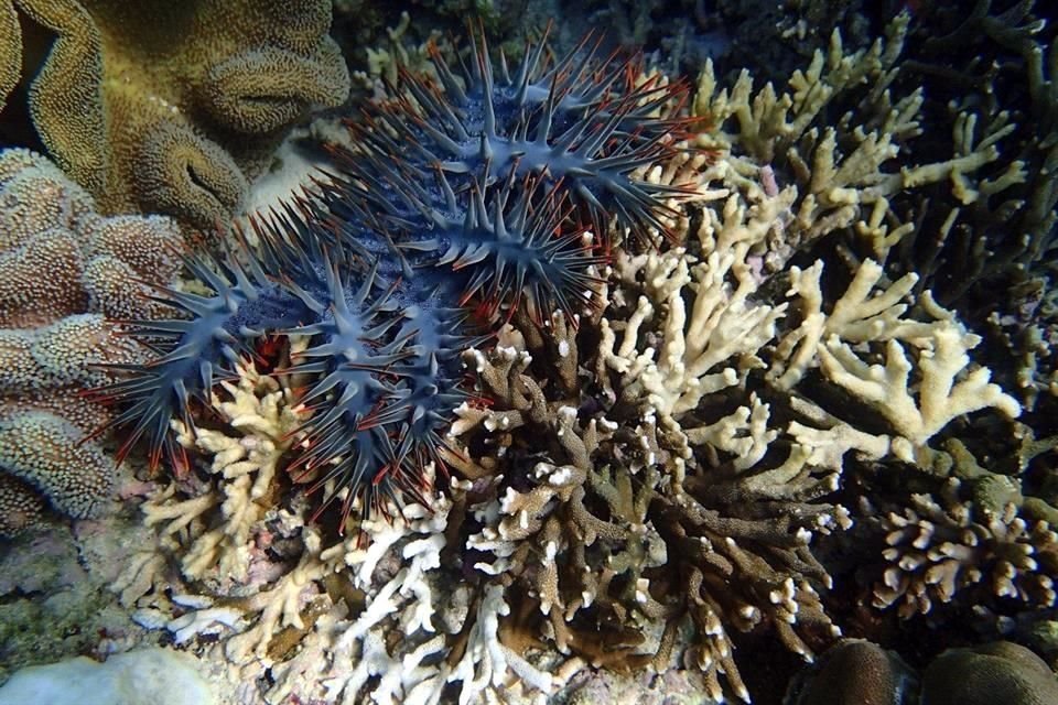 La estrella de mar corona de espinas, uno de los pocos animales que pueden comer corales, en los que basa su dieta.