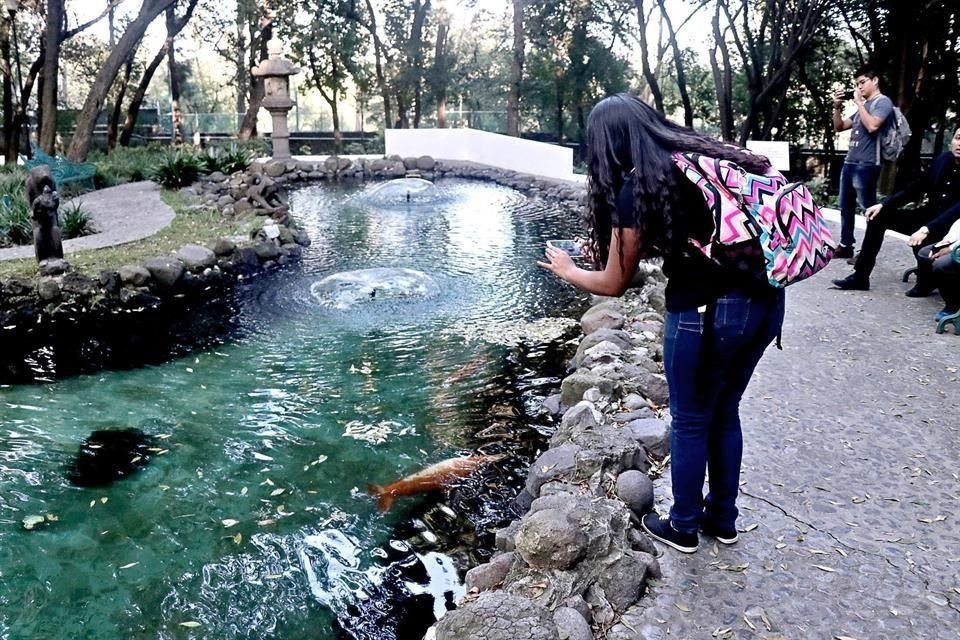 Una visitante toma una foto a un estanque de peces ubicado dentro de Los Pinos.