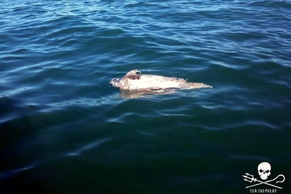 La semana pasada, la organización ambientalista Sea Shepherd reportó el hallazgo de restos que podrían ser de un ejemplar de vaquita marina.