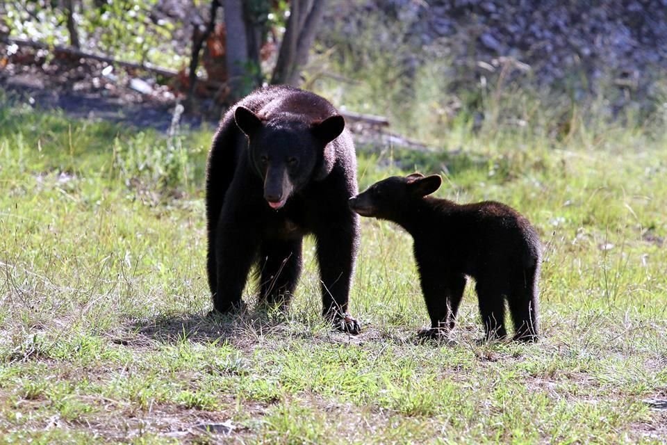 Los vecinos de las colonias de la montaña han visto un incremento de avistamientos de osos.