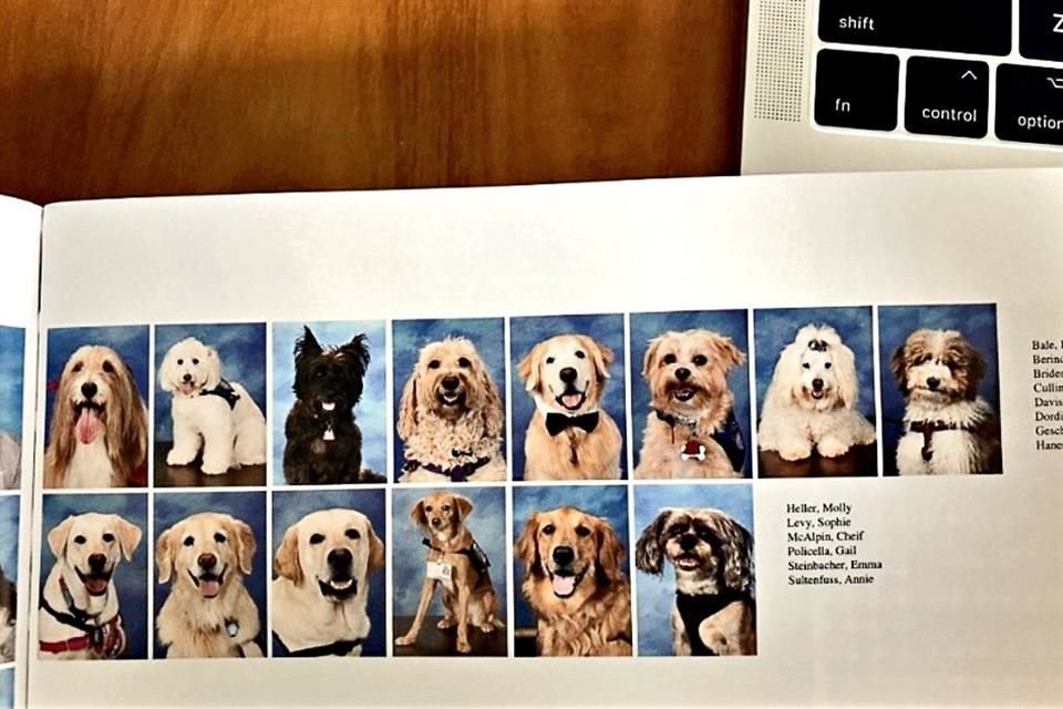 La sesión de fotos con este tierno escuadrón canino fue realizada en octubre.