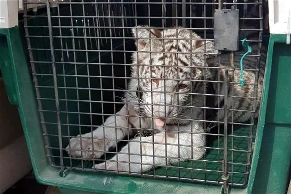 El tigre fue trasladado a una Unidad de Manejo Ambiental en Xalapa.