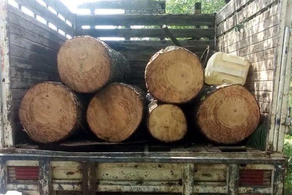 Crimen organizado ha asumido control de producción forestal en estados como Jalisco, Michoacán y Guerrero, advierte reporte del CCMSS.