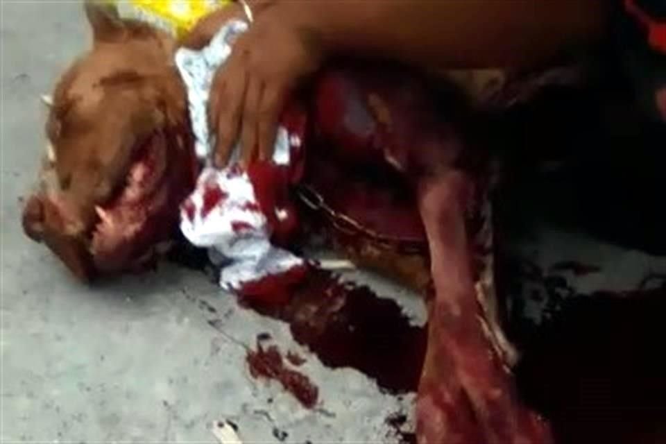 Luego de que entraron a una vecindad en Iztacalco y golpearon a inquilinos, policías de la SSC mataron a tiros a un perro que les ladraba.