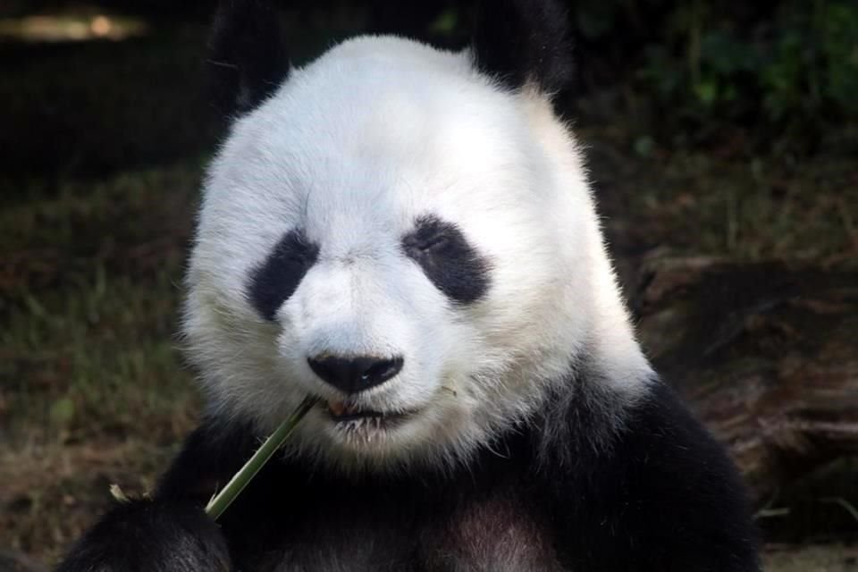 A sus 32 años, Shuan Shuan es considerada una osa panda viejita... pero goza de buena salud y cada día consume bambú cultivado en Chapultepec exclusivamente para ella y sus hermanos.