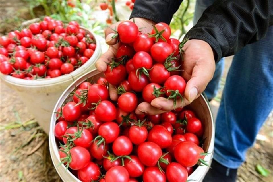 El acuerdo contempla precios mínimos de referencia para las diversas variedades de tomate.